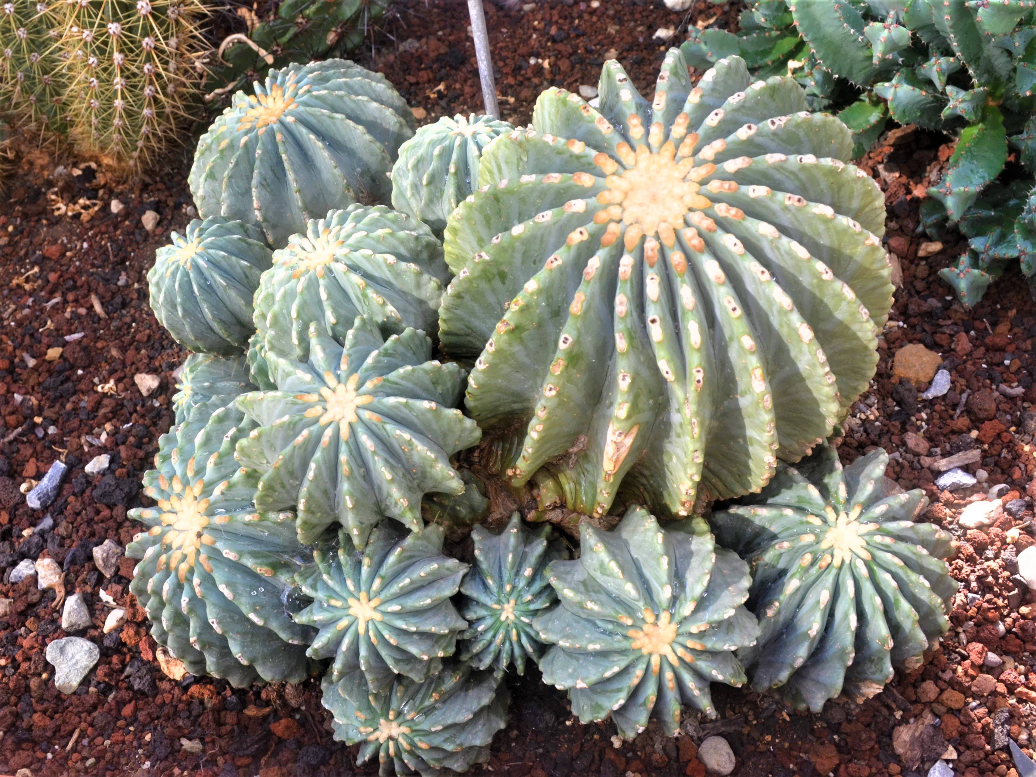 Ferocactus glaucescens