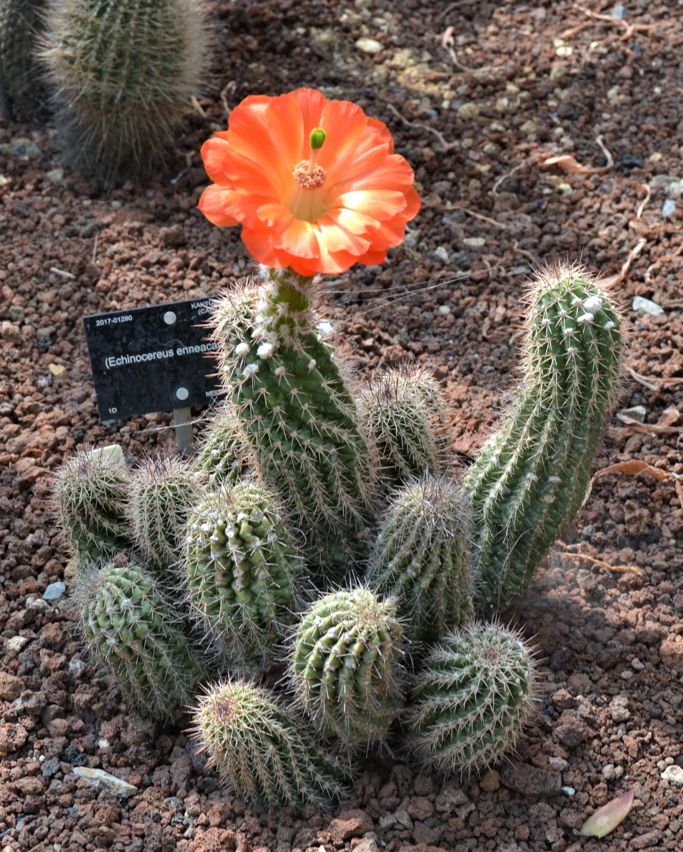 Echinopsis spachiana