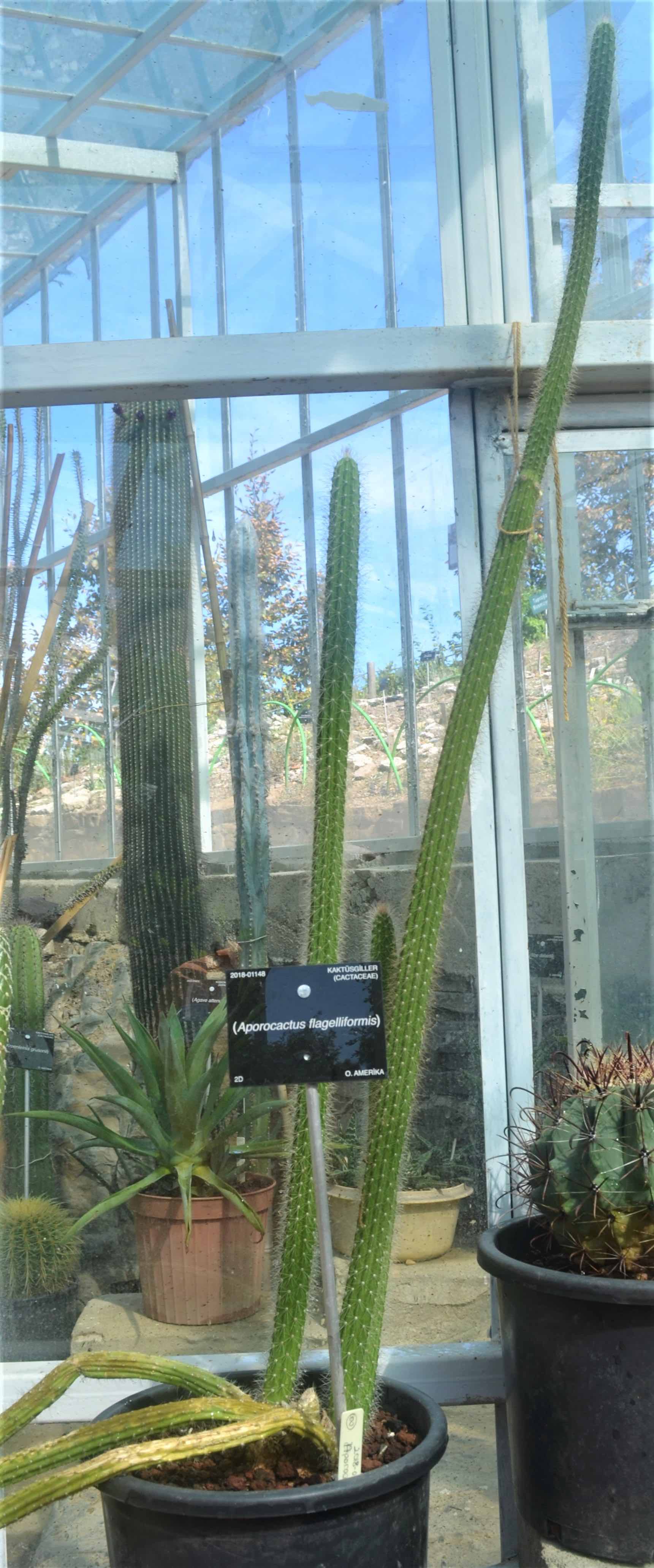 Aporocactus flagelliformis