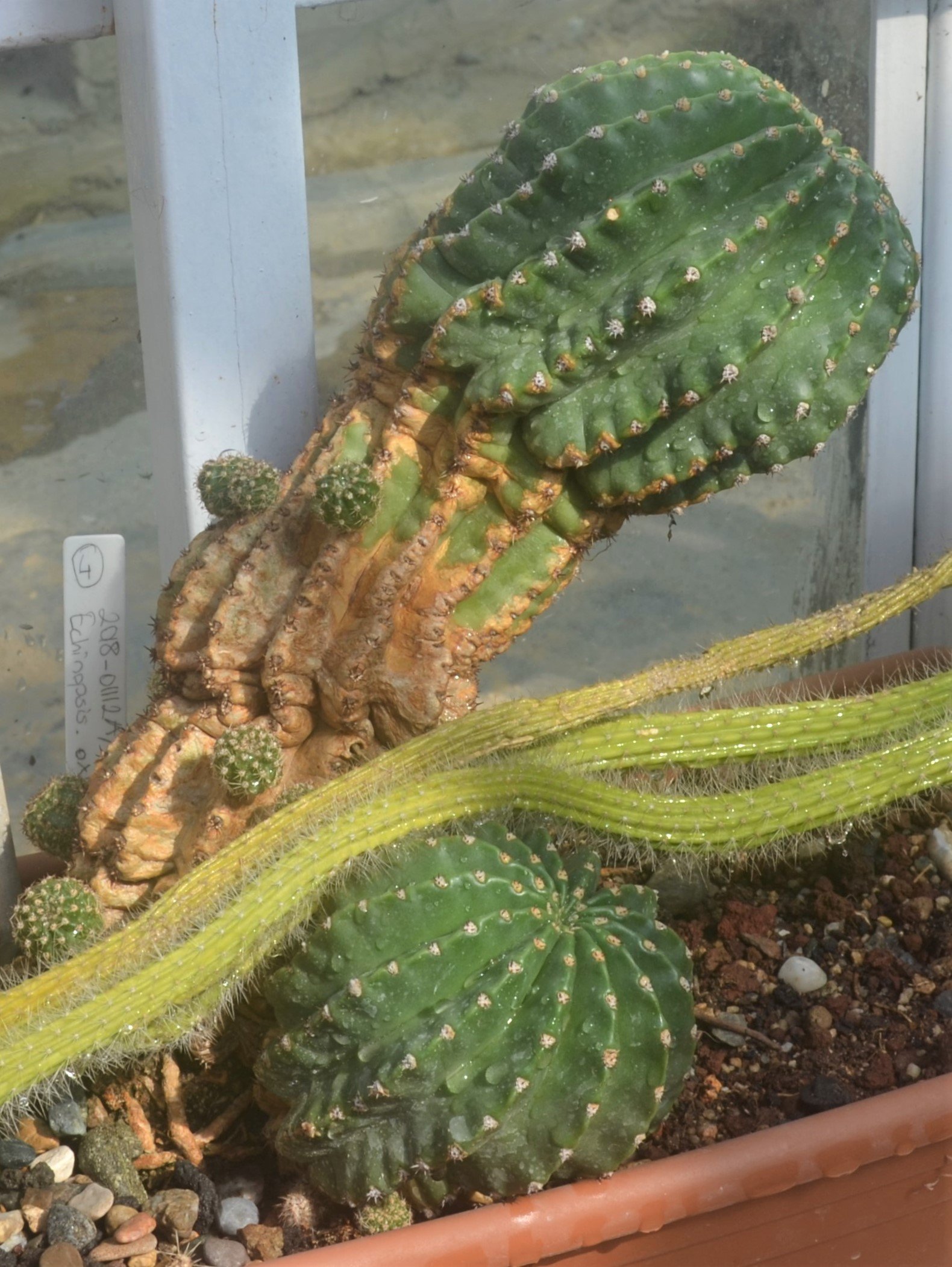 Echinopsis oxygona