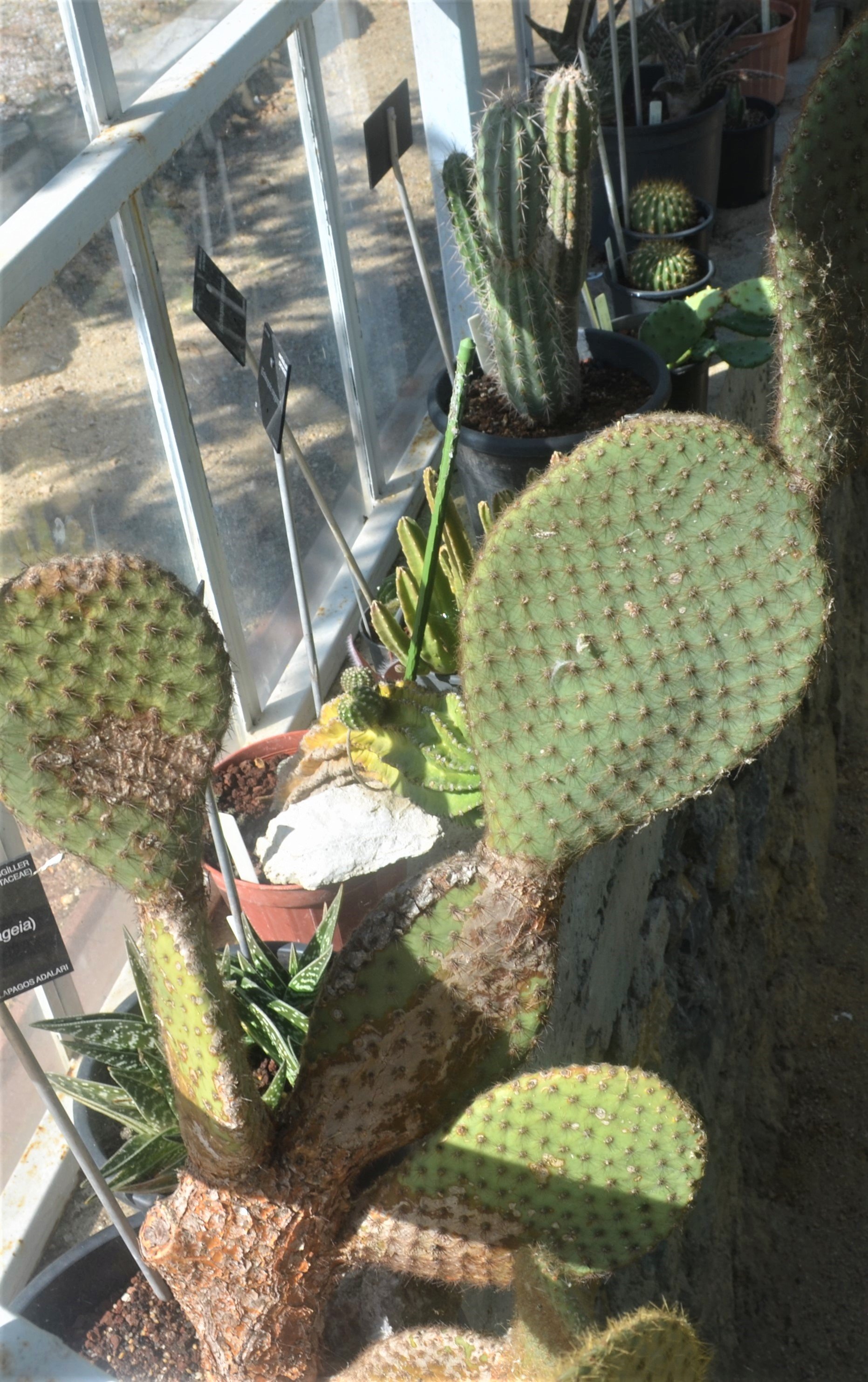 Opuntia galapageia