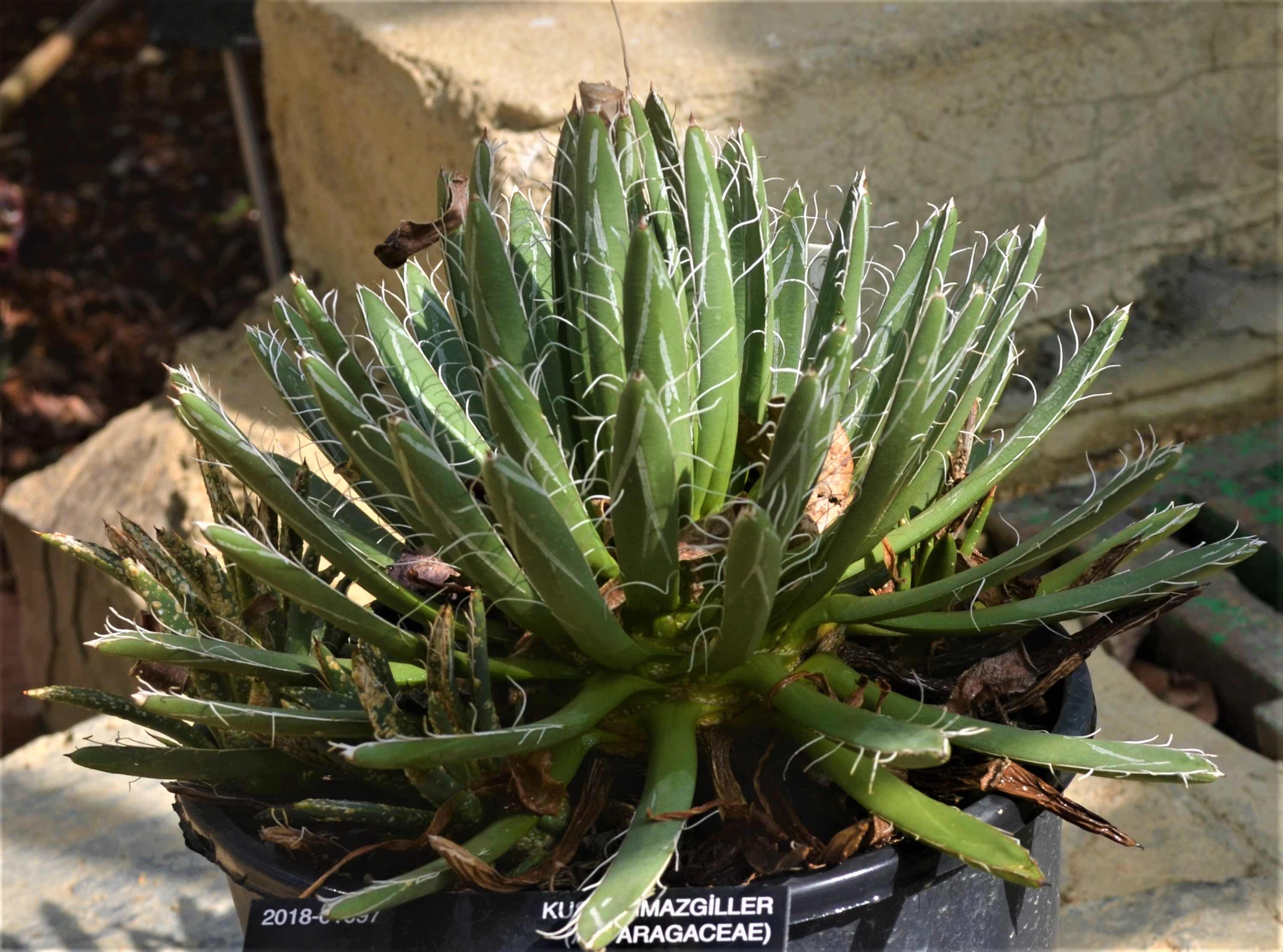 Agave victoriae-reginae