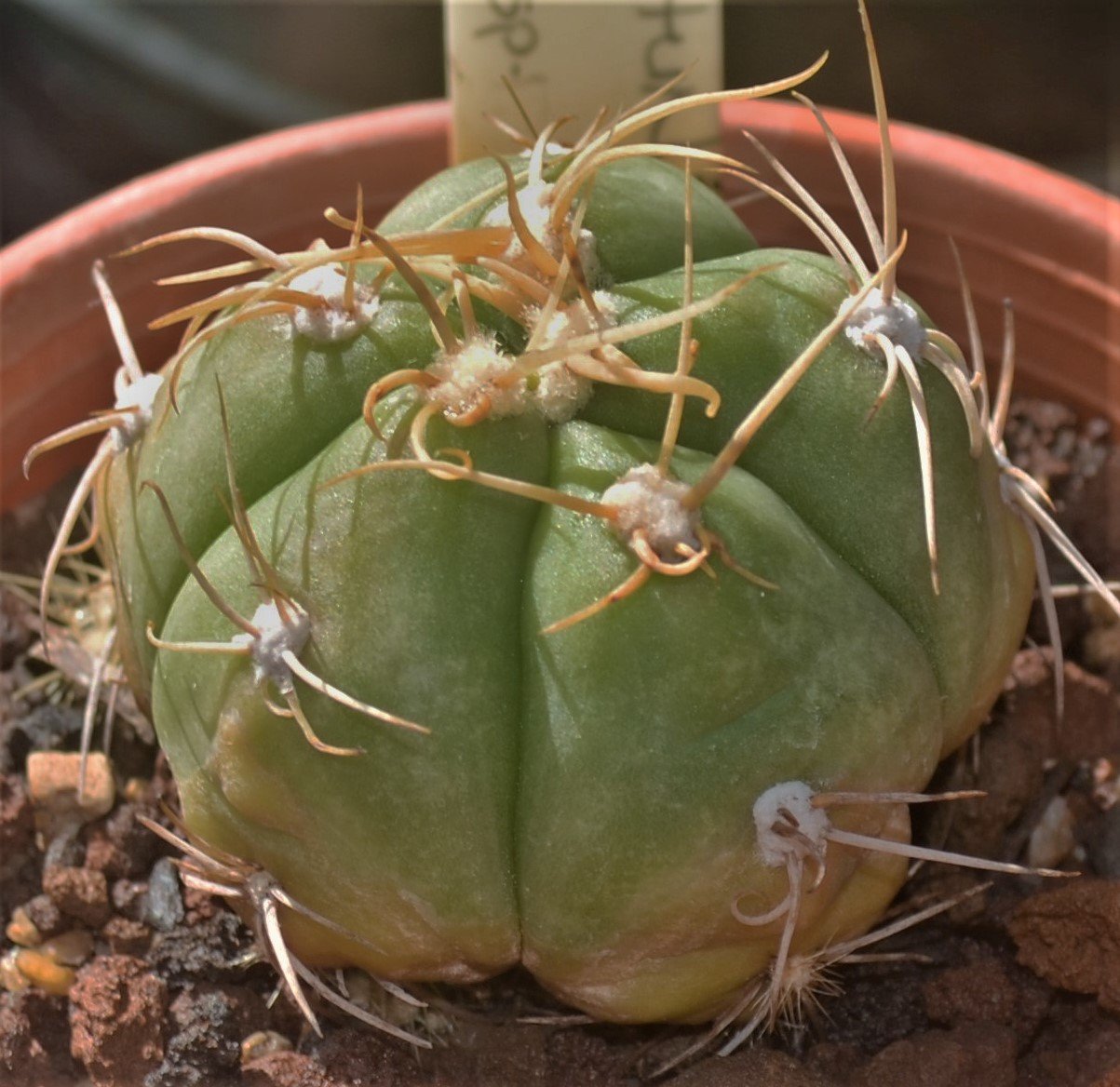 Gymnocalycium sp.