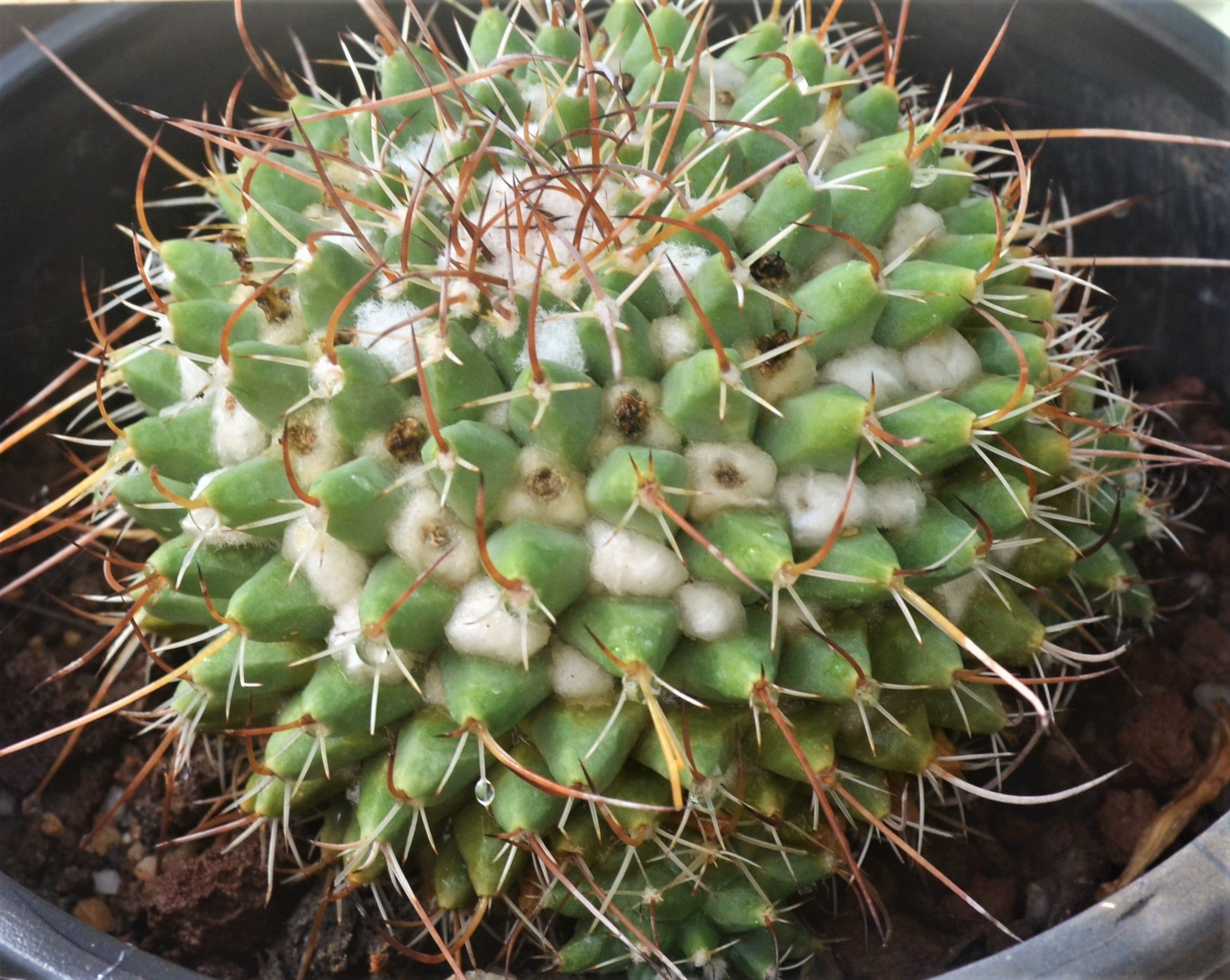 Mammillaria compressa