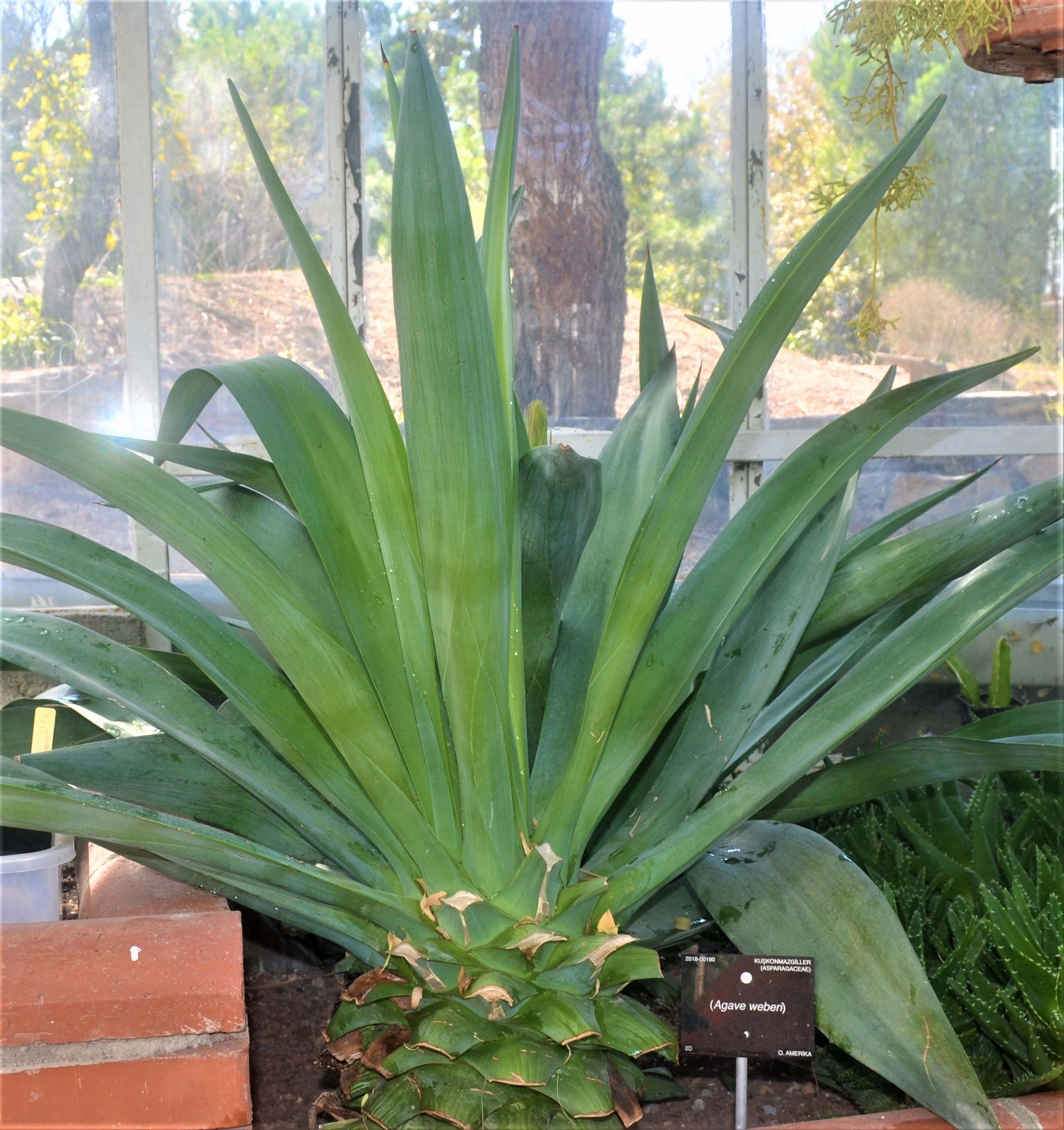 Agave weberi