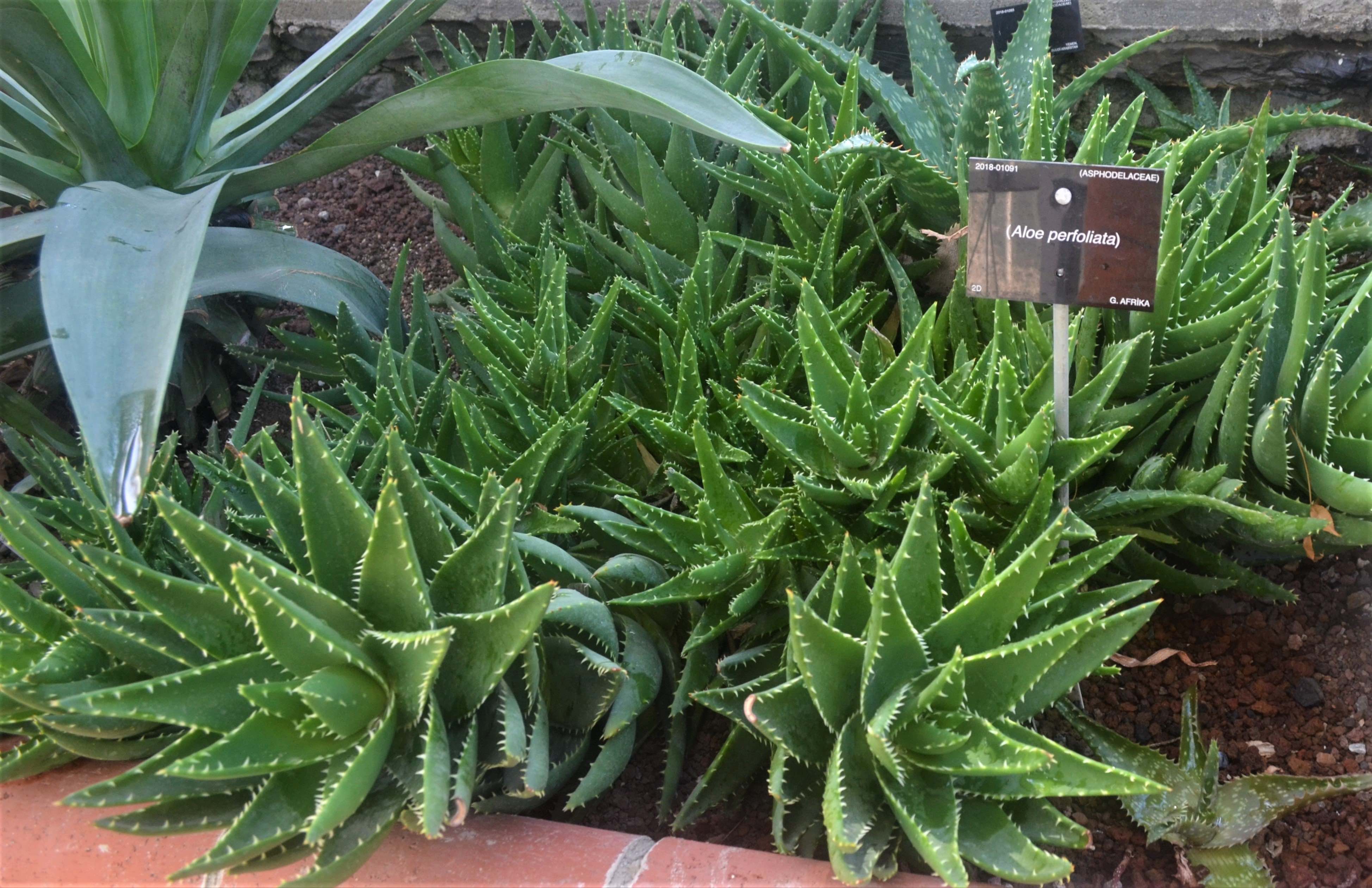 Aloe perfoliata