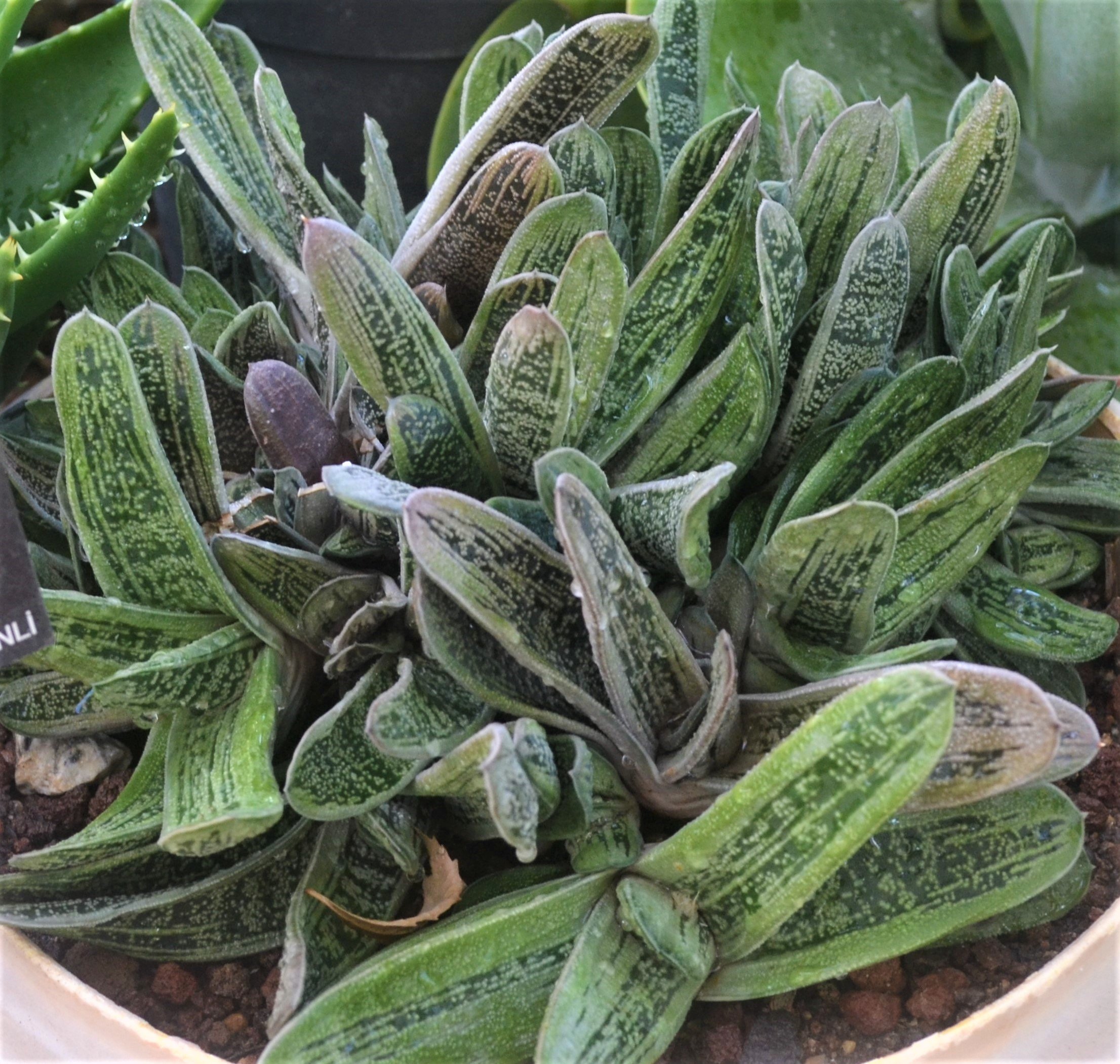 Gasteria Little Warty
