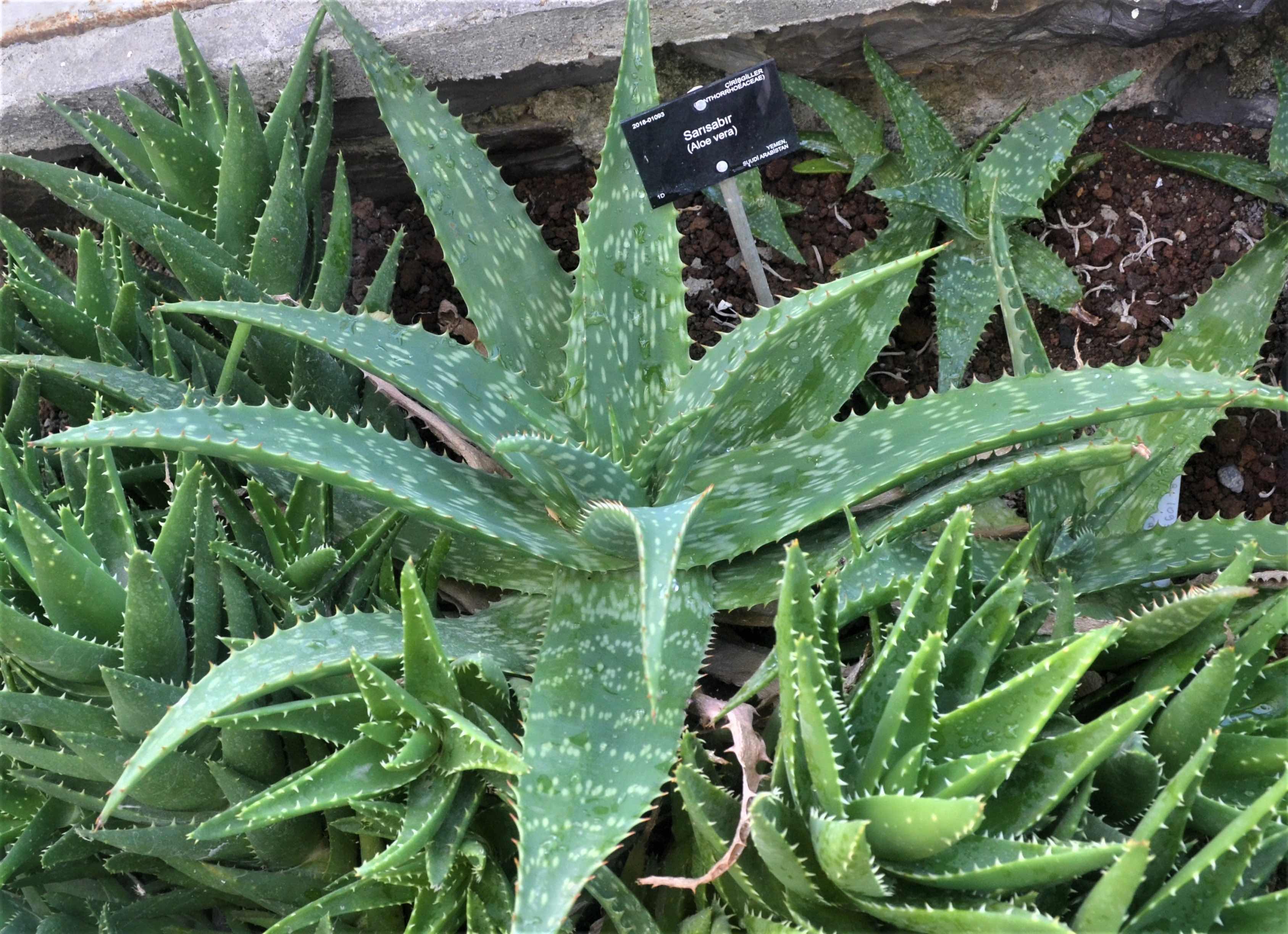 Aloe vera