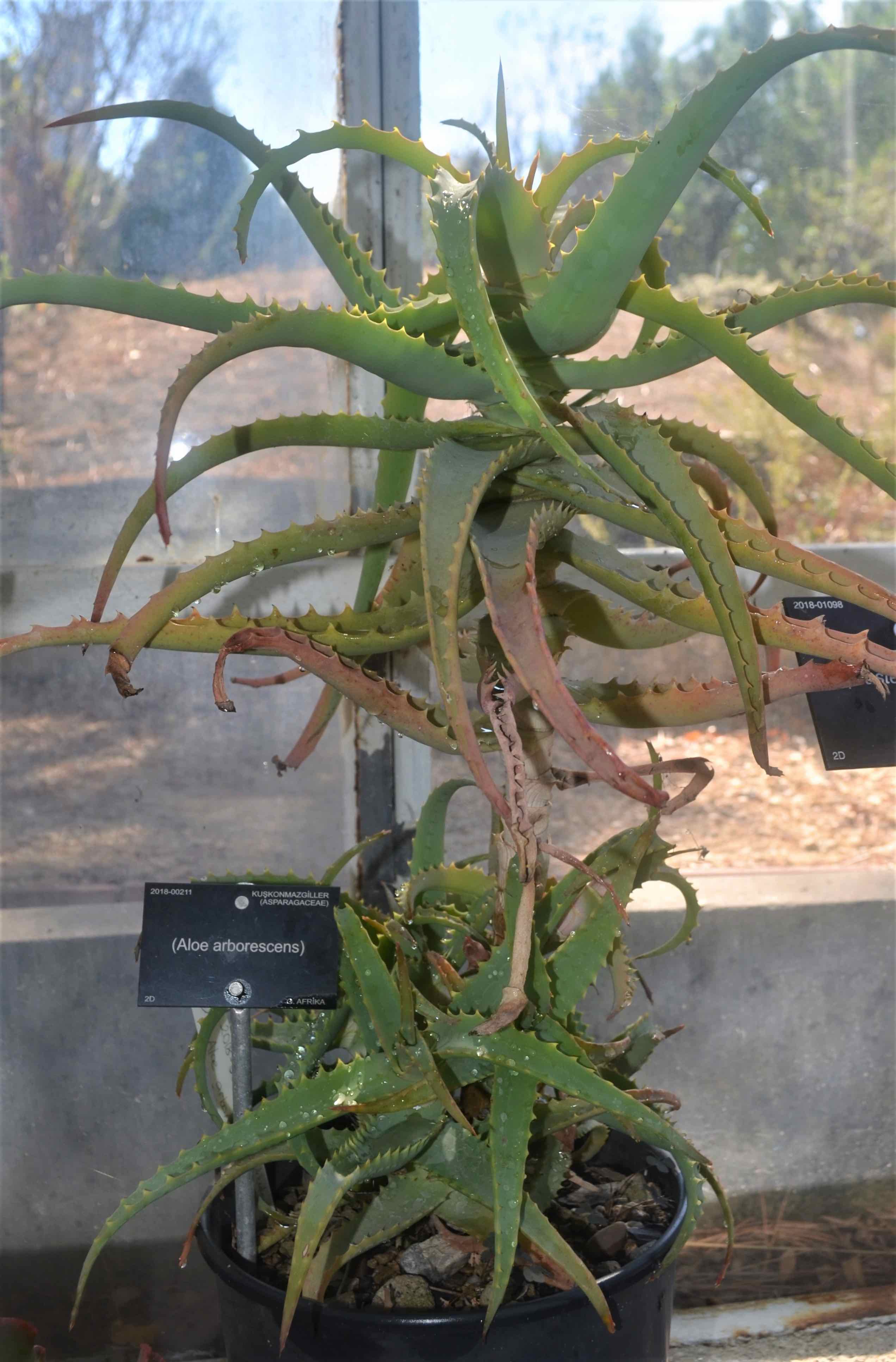 Aloe arborescens