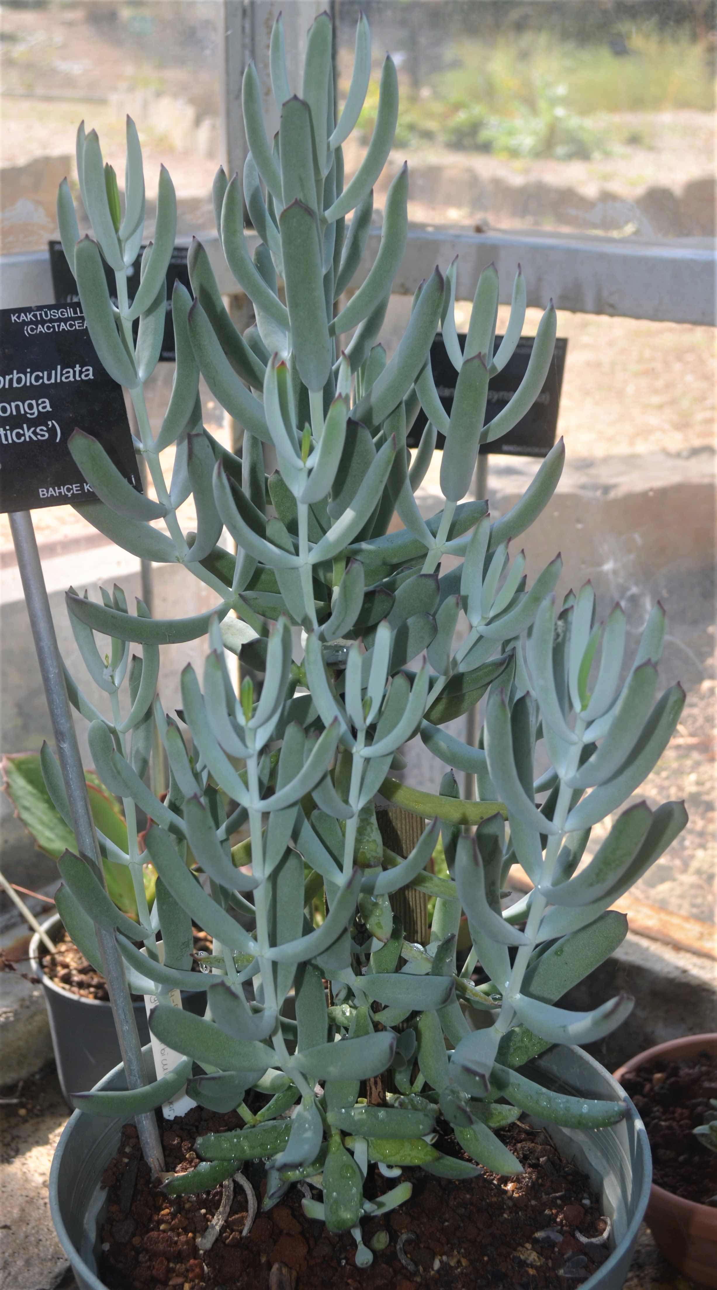 Cotyledon orbiculata