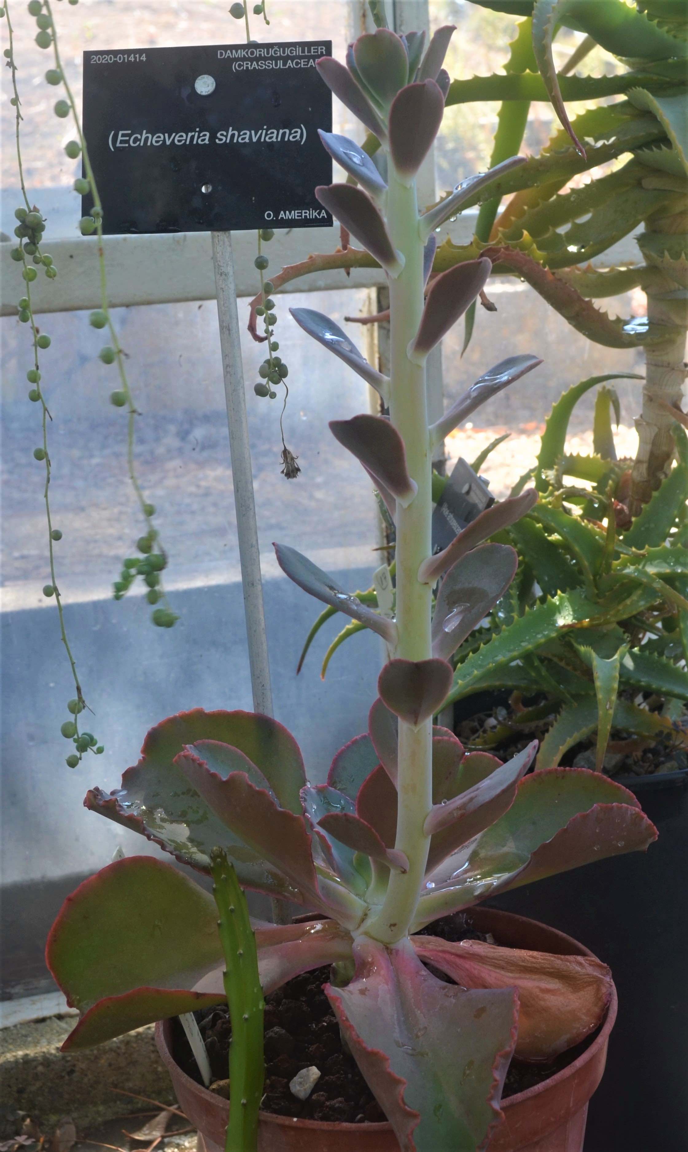 Echeveria shaviana