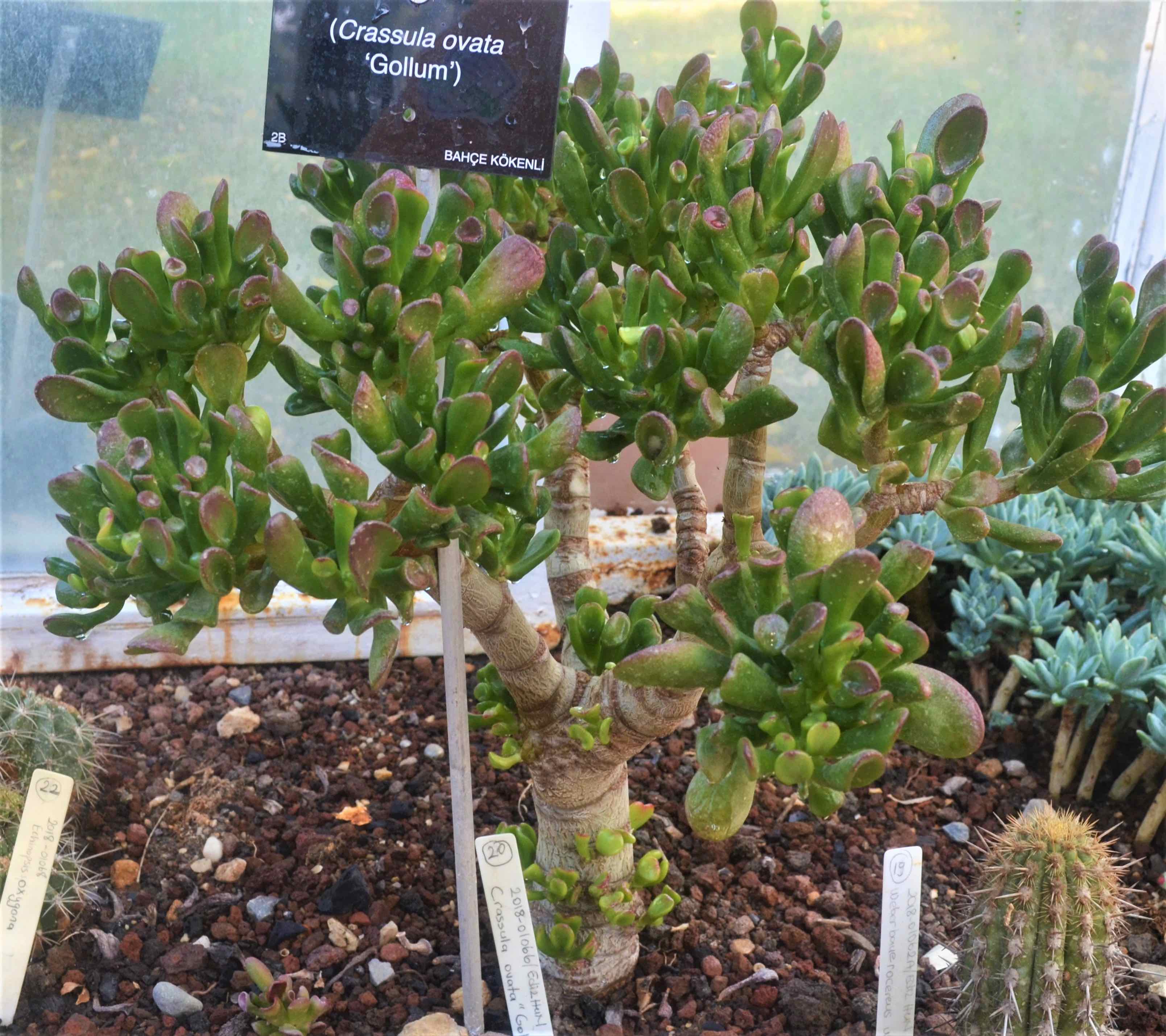 Crassula ovata Gollum