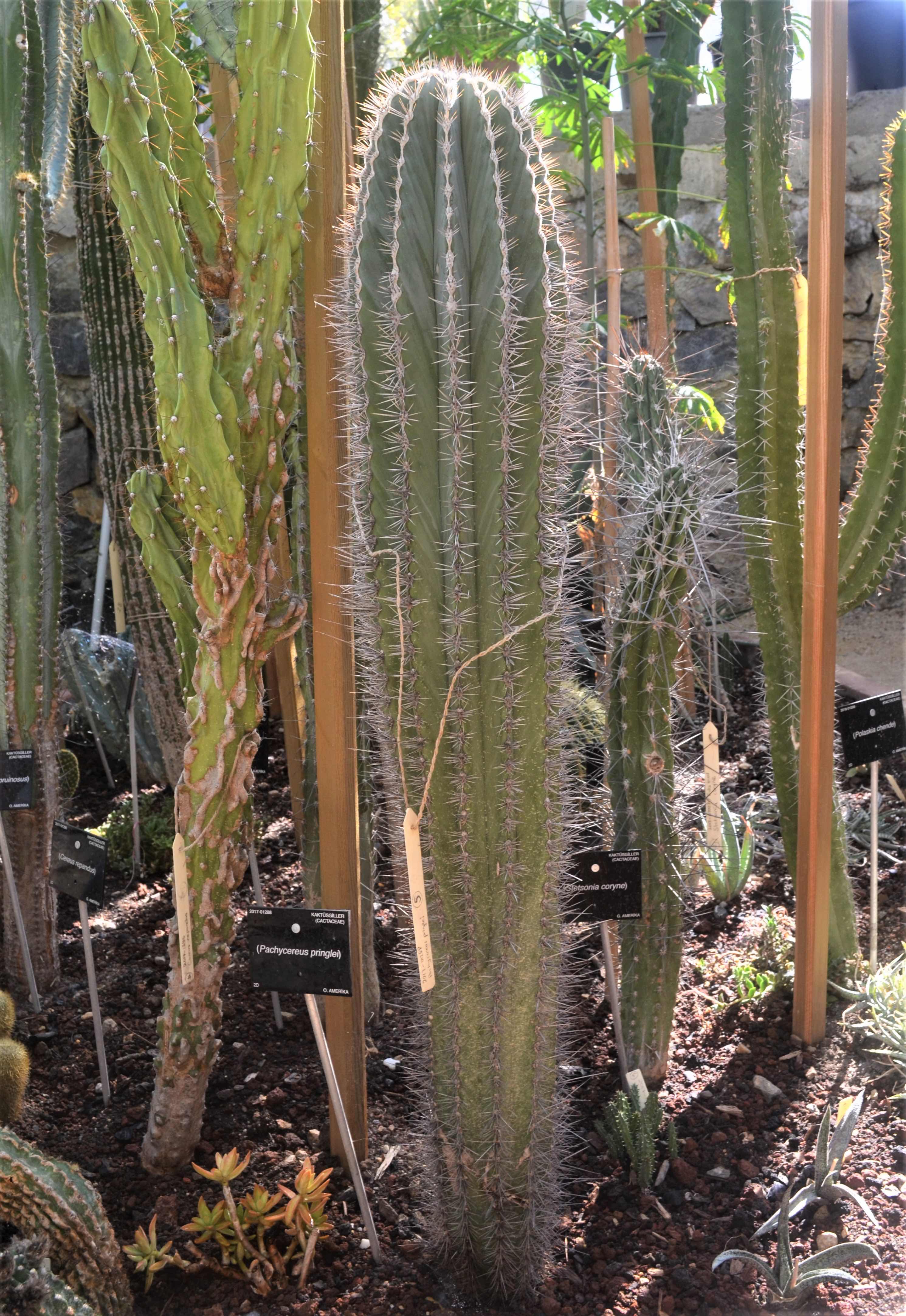 Pachycereus pringlei - Stetsonia coryne