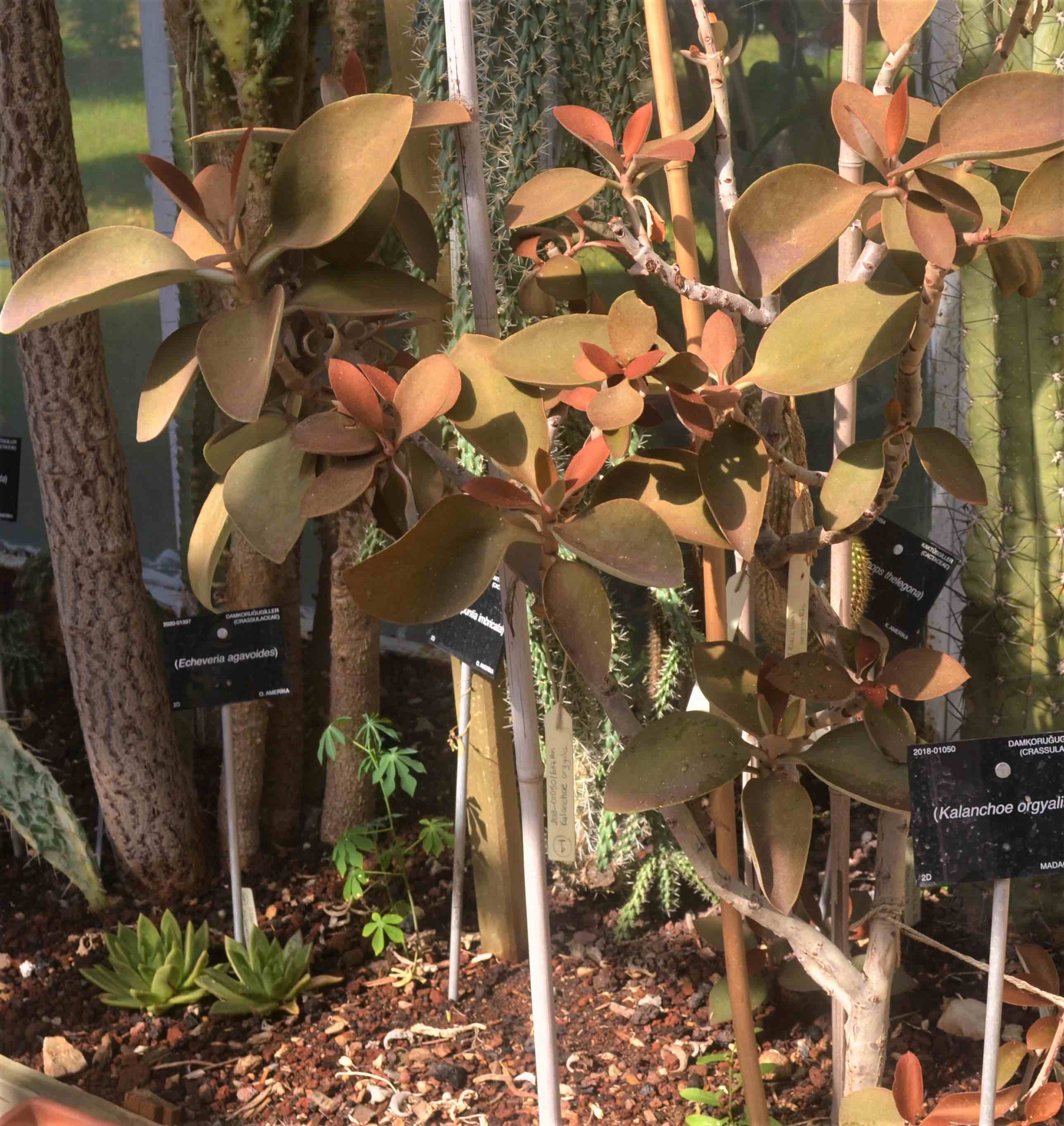 Kalanchoe orgyalis