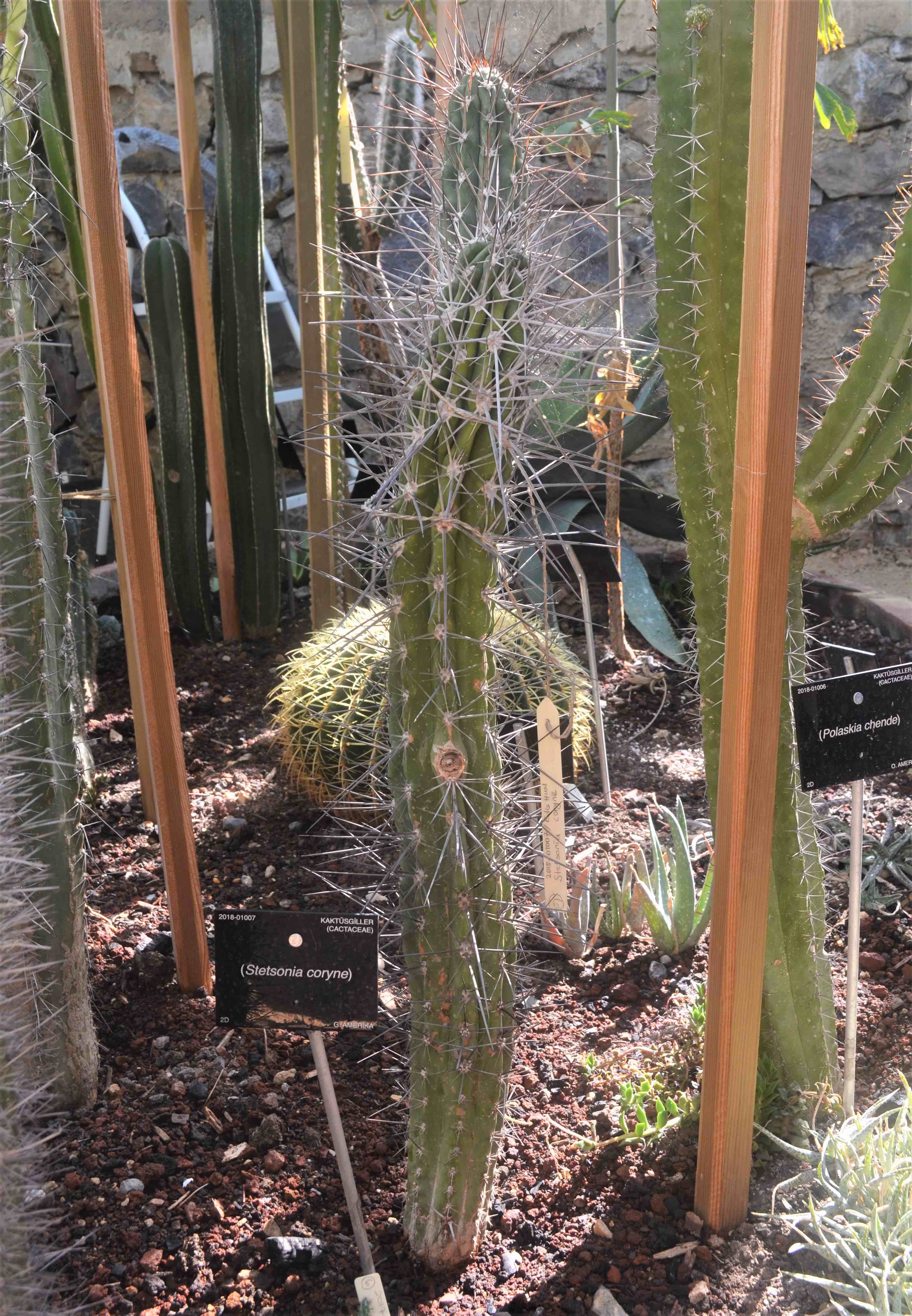 Stetsonia coryne - Polaskia chende