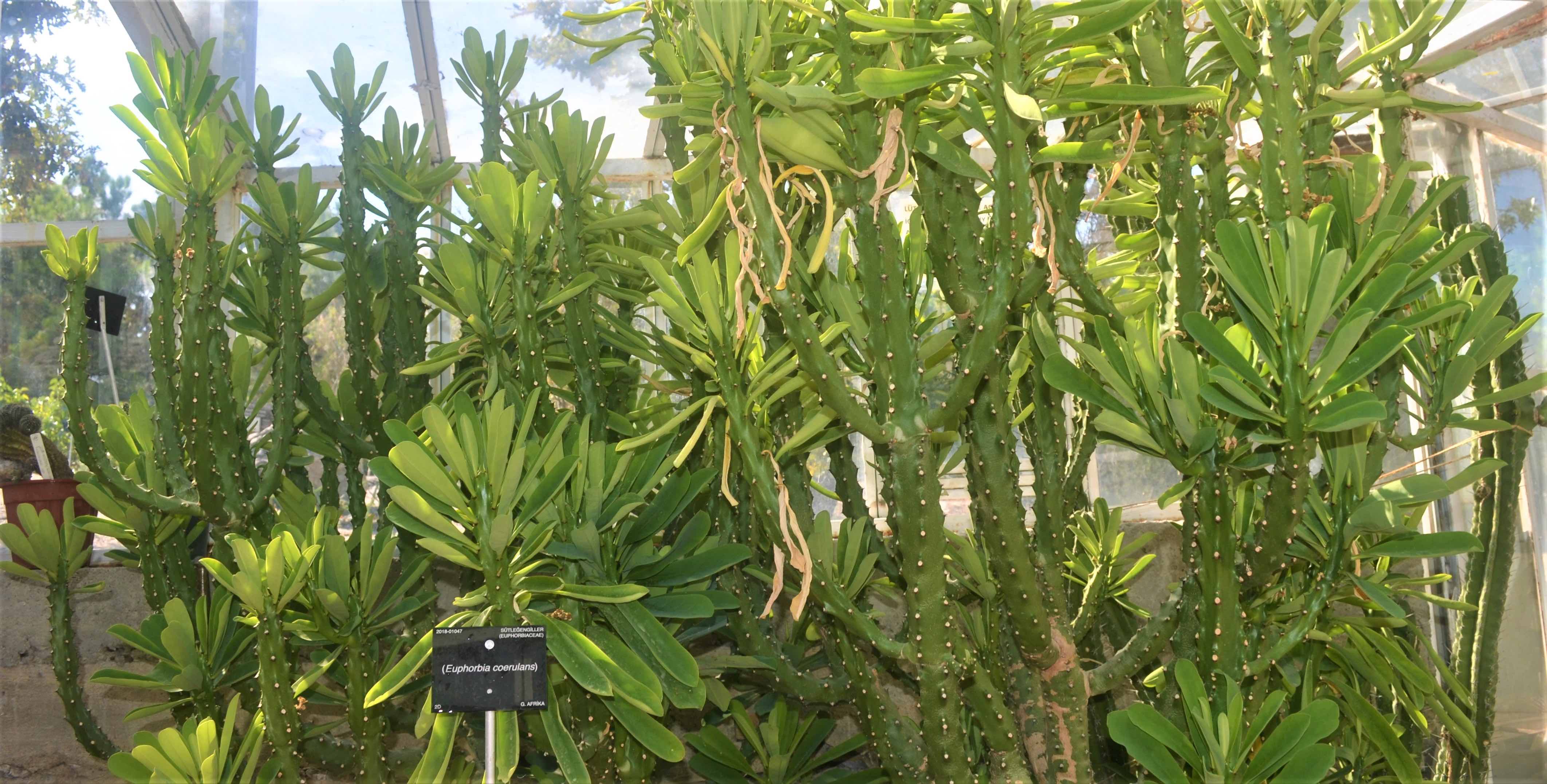 Euphorbia coerulans
