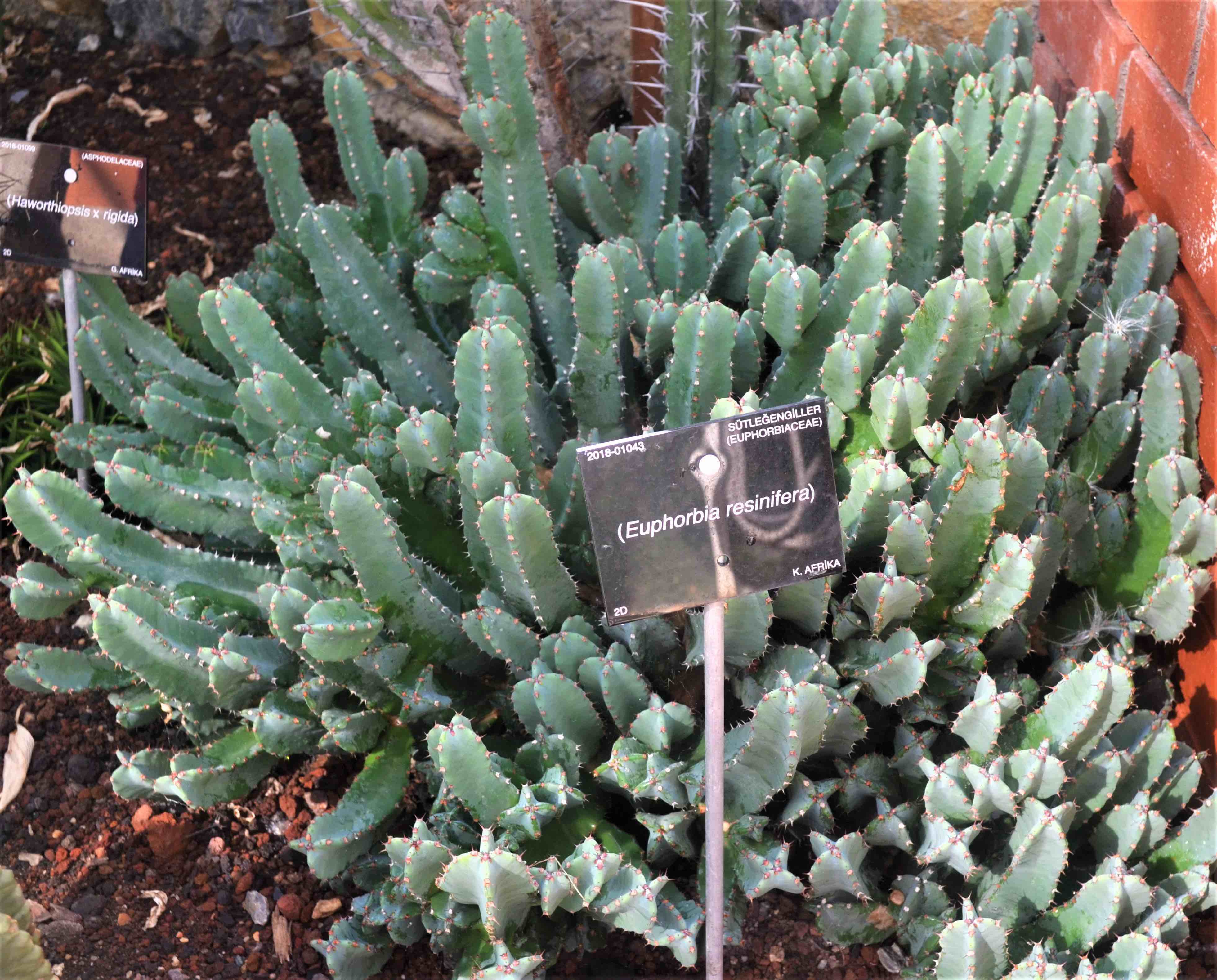 Euphorbia resinifera