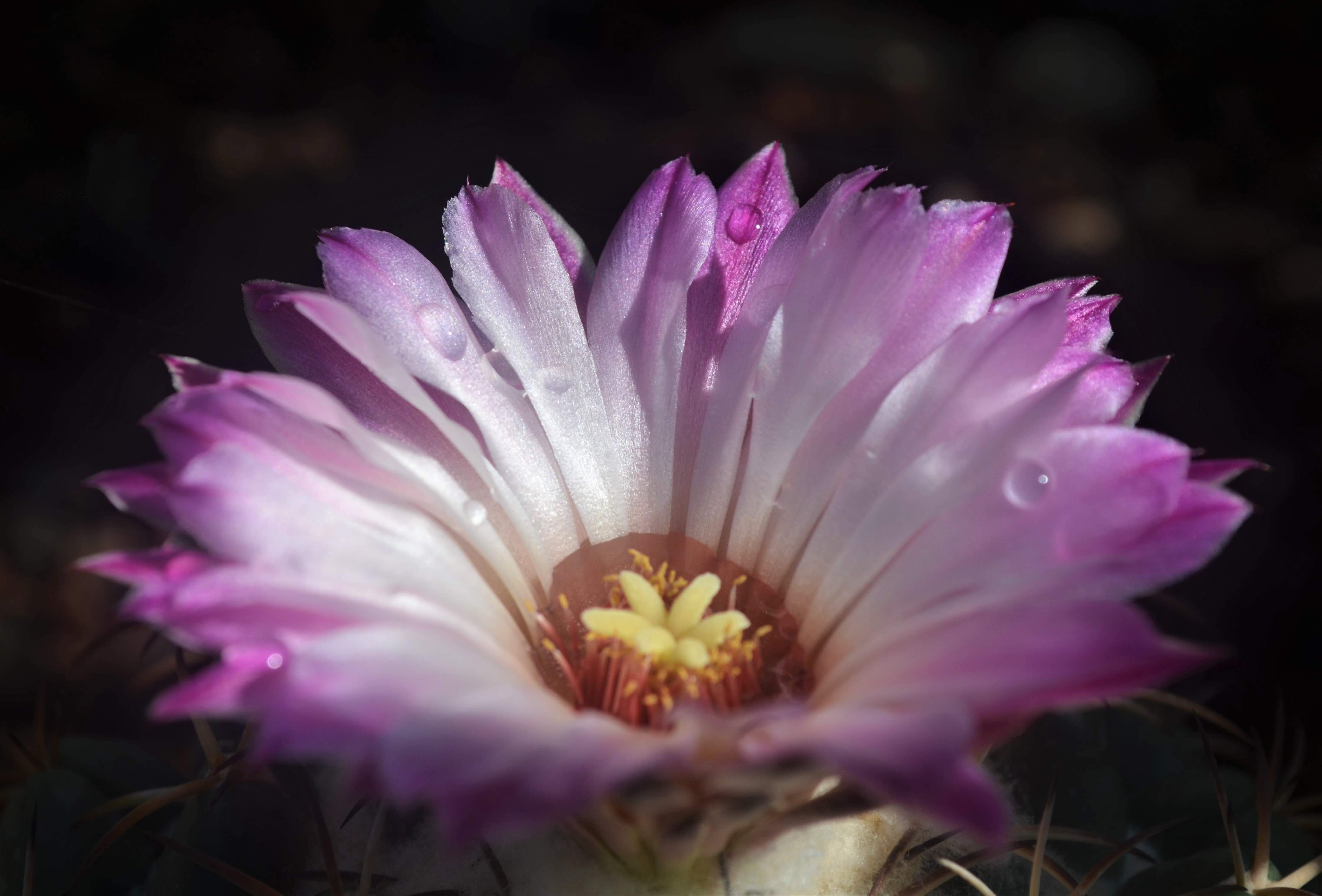 Coryphantha elephantidens