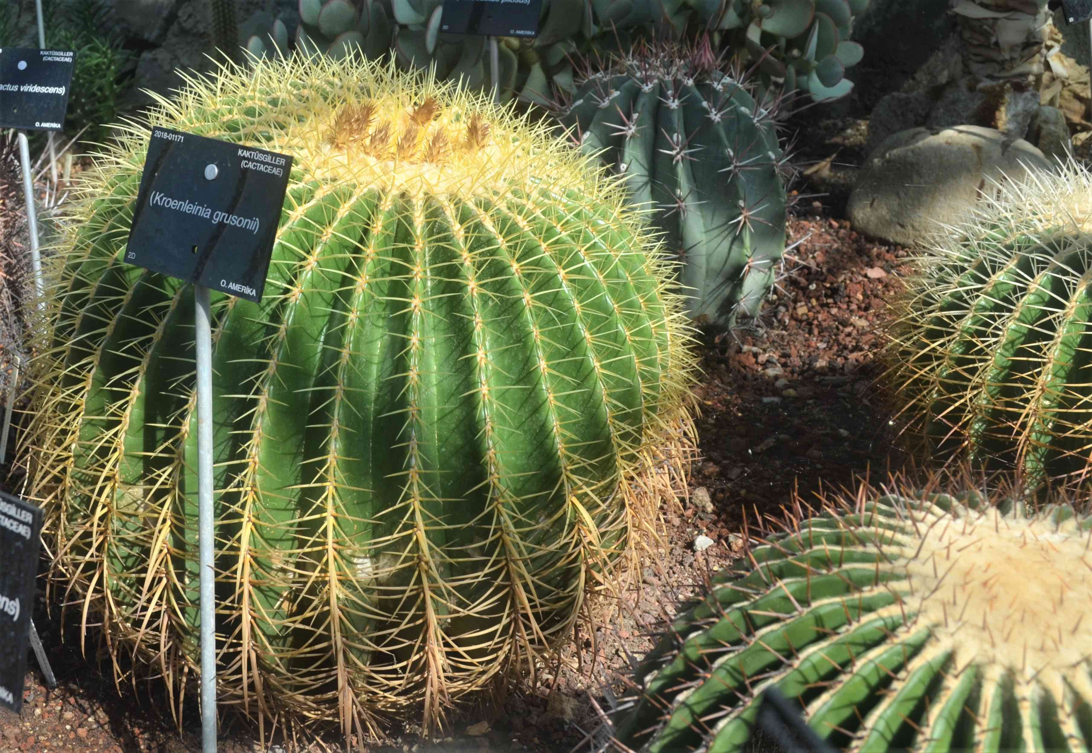 Kroenleinia grusonii