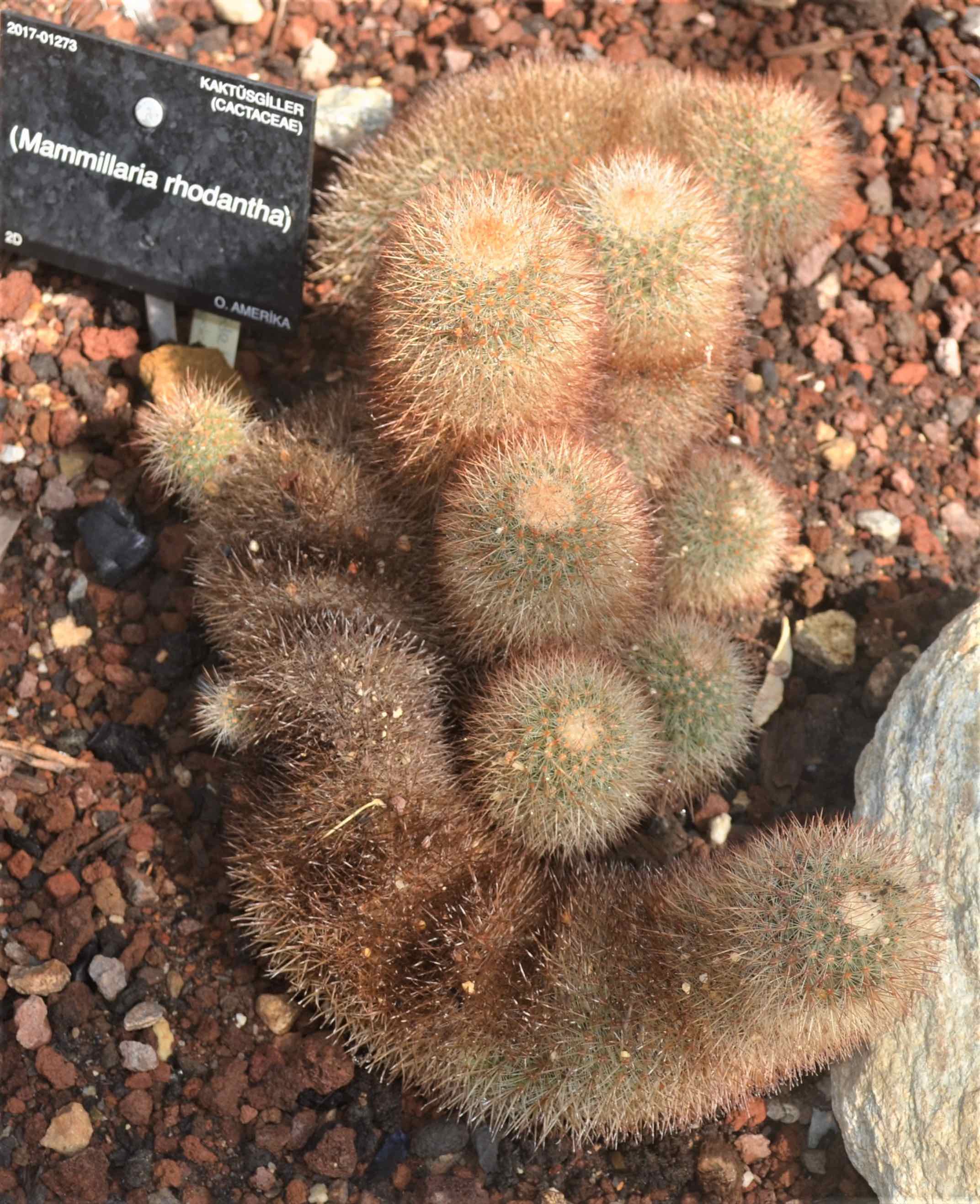Mammillaria rhodantha