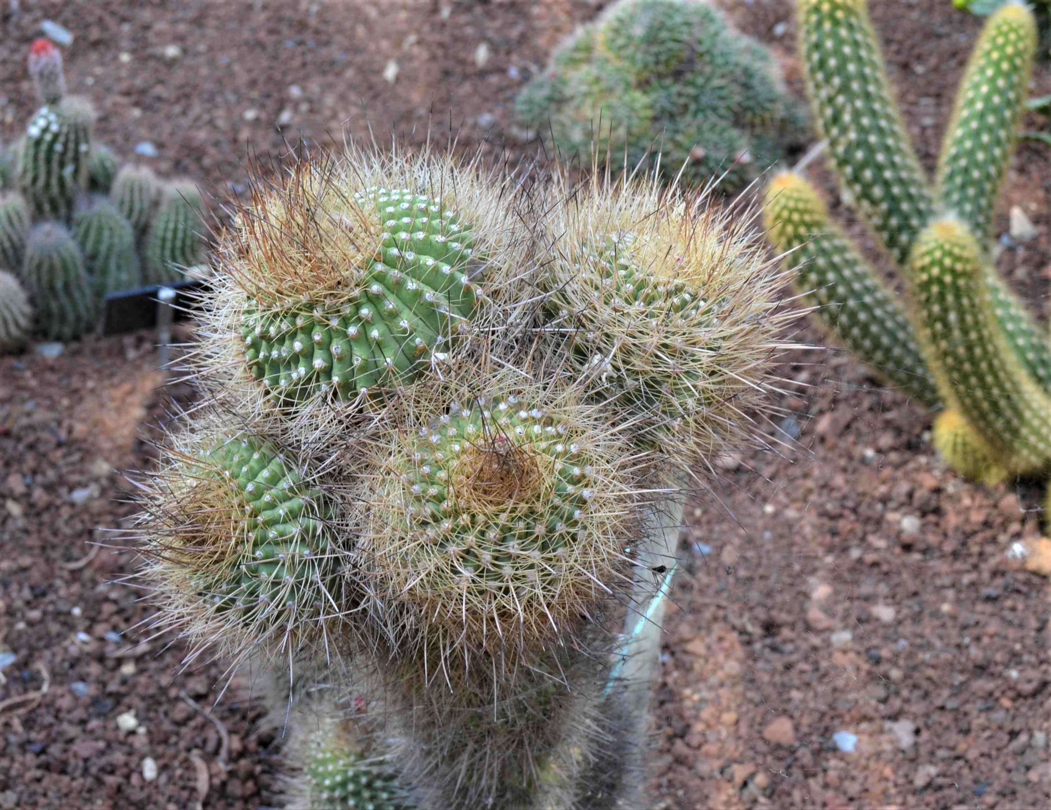 Matucana haynii