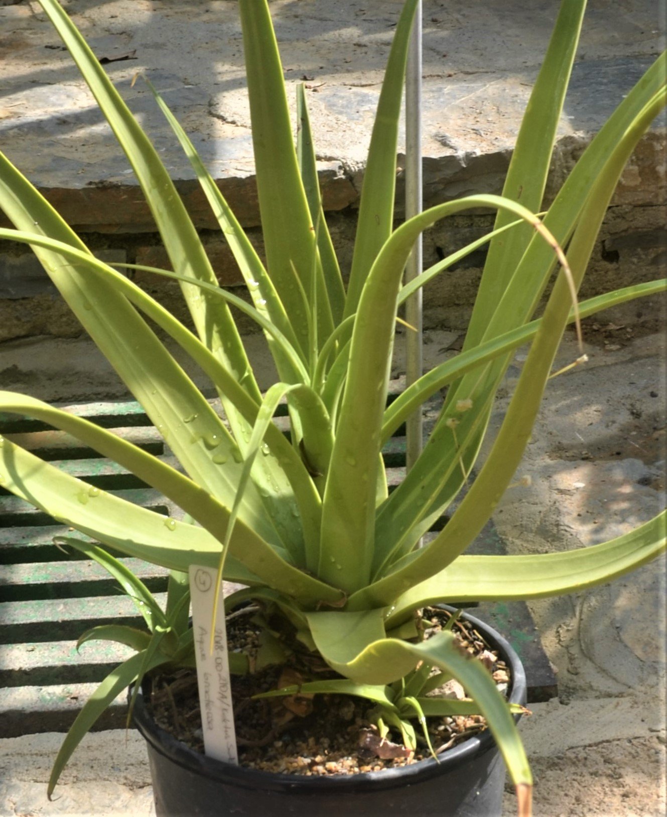 Agave bracteosa