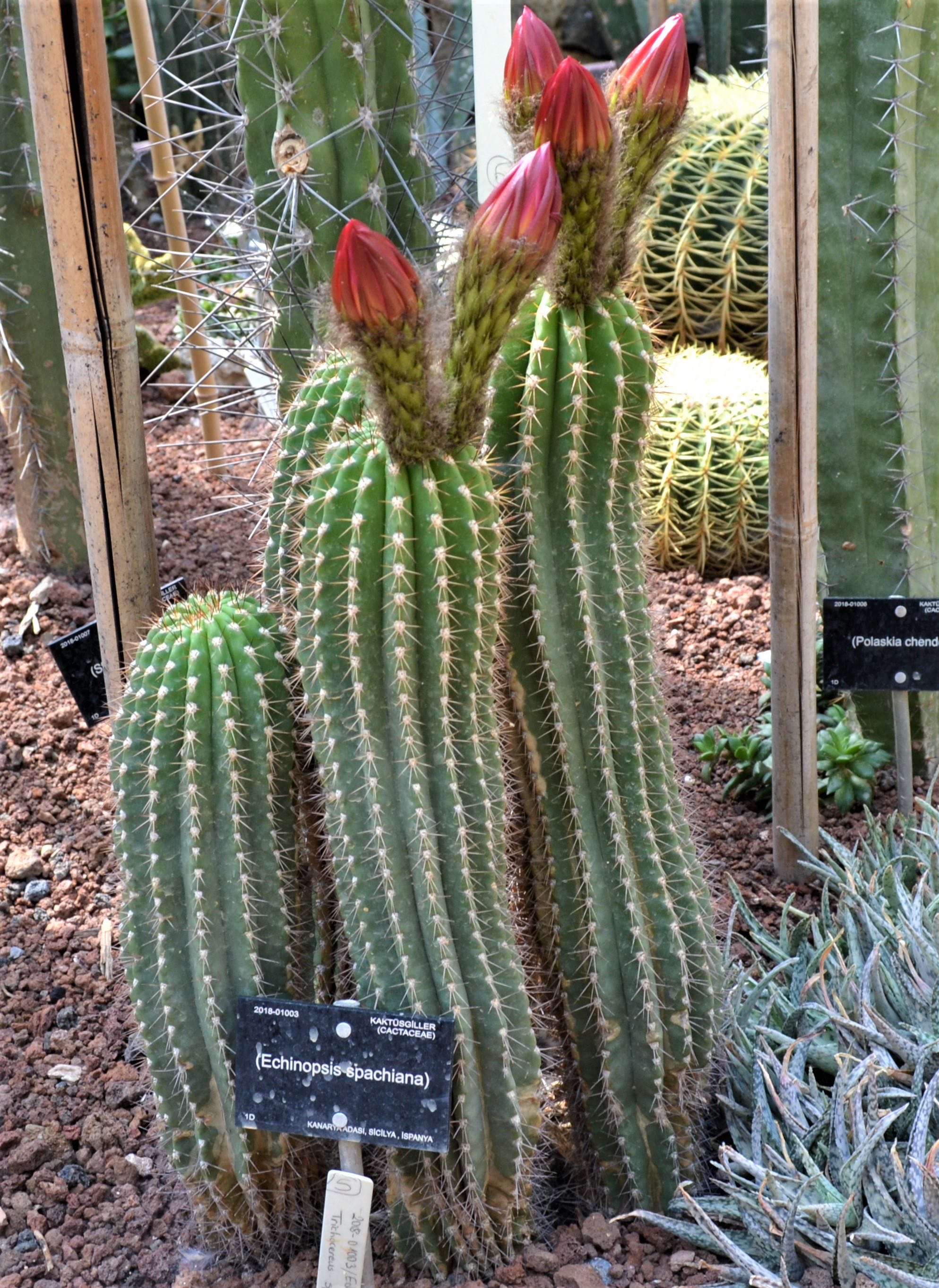 Echinopsis spachiana