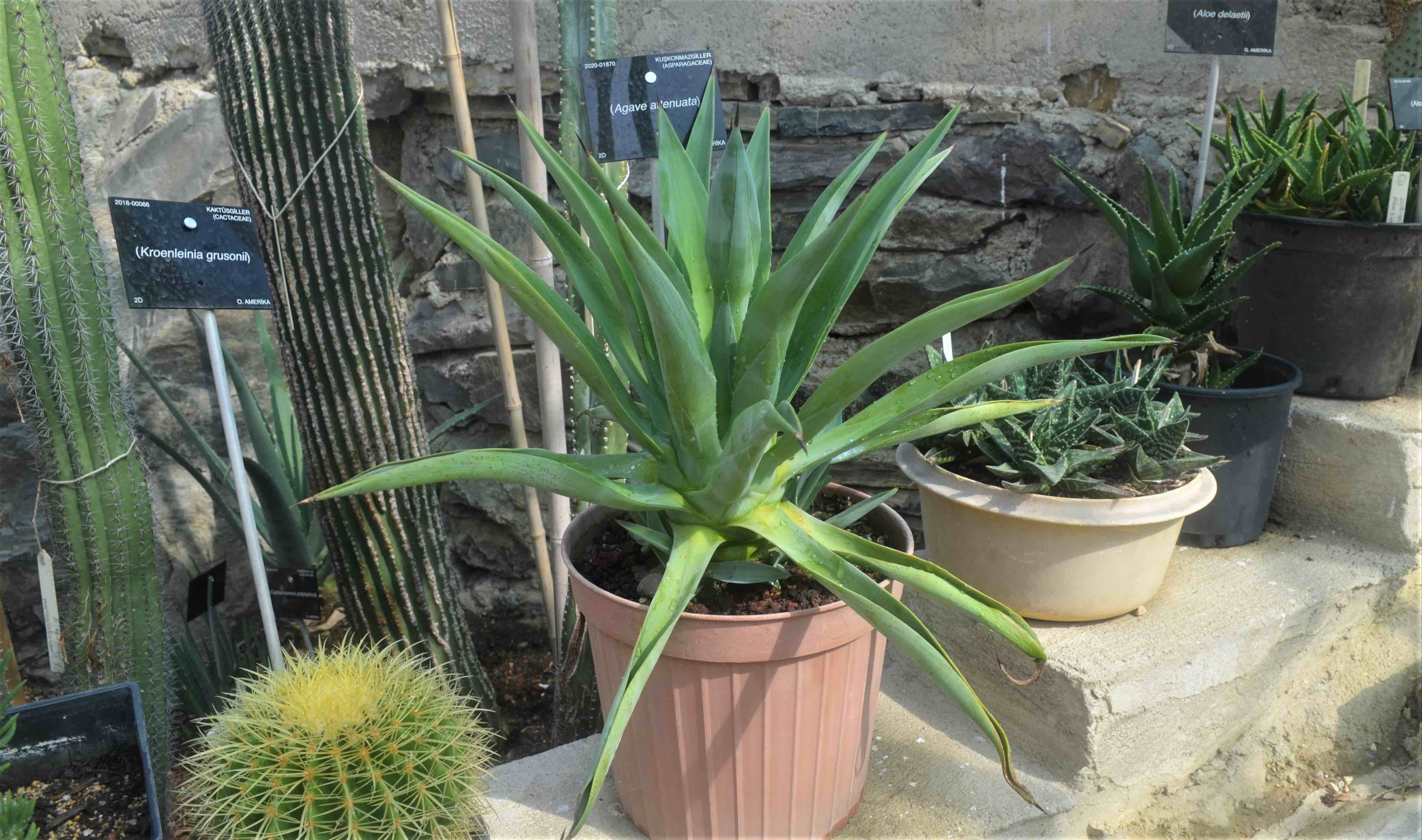 Kroenleinia grusonii - Agave artenuata - Aloe delaetii