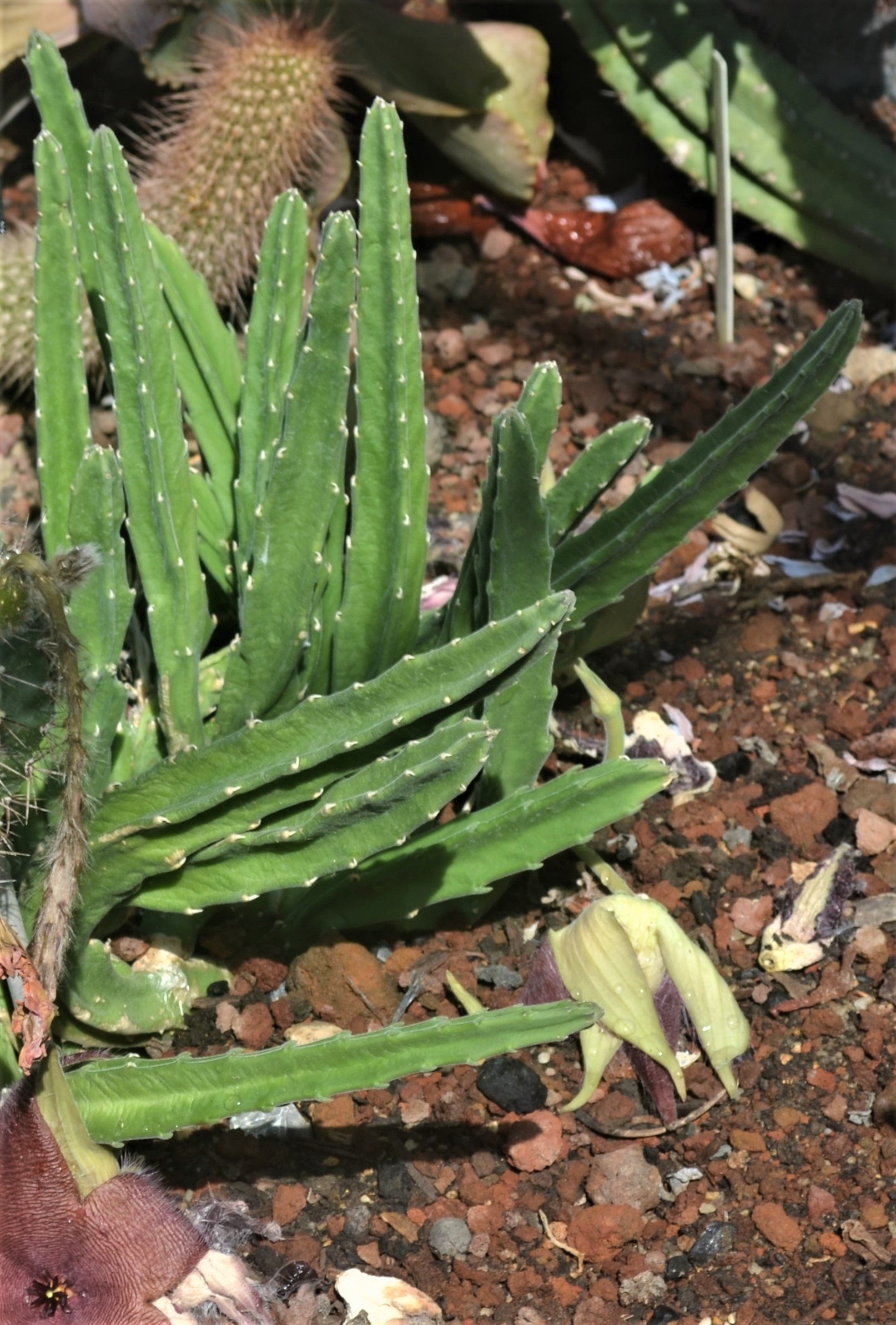 Stapelia grandiflora