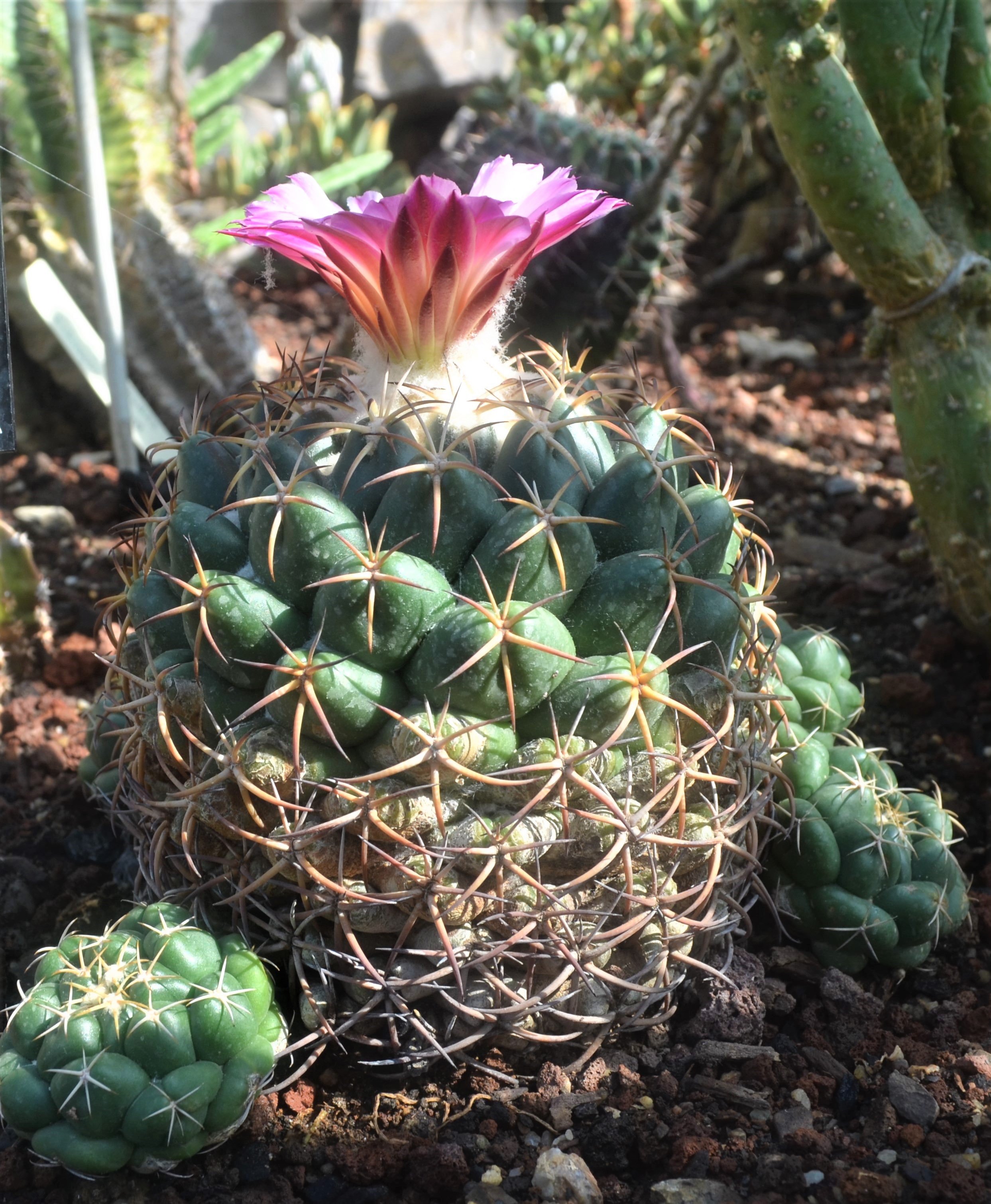 Coryphantha elephantidens